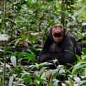 They’re Natural Born Killers on Random Ways Chimpanzees Are Just as Brutal as Humans