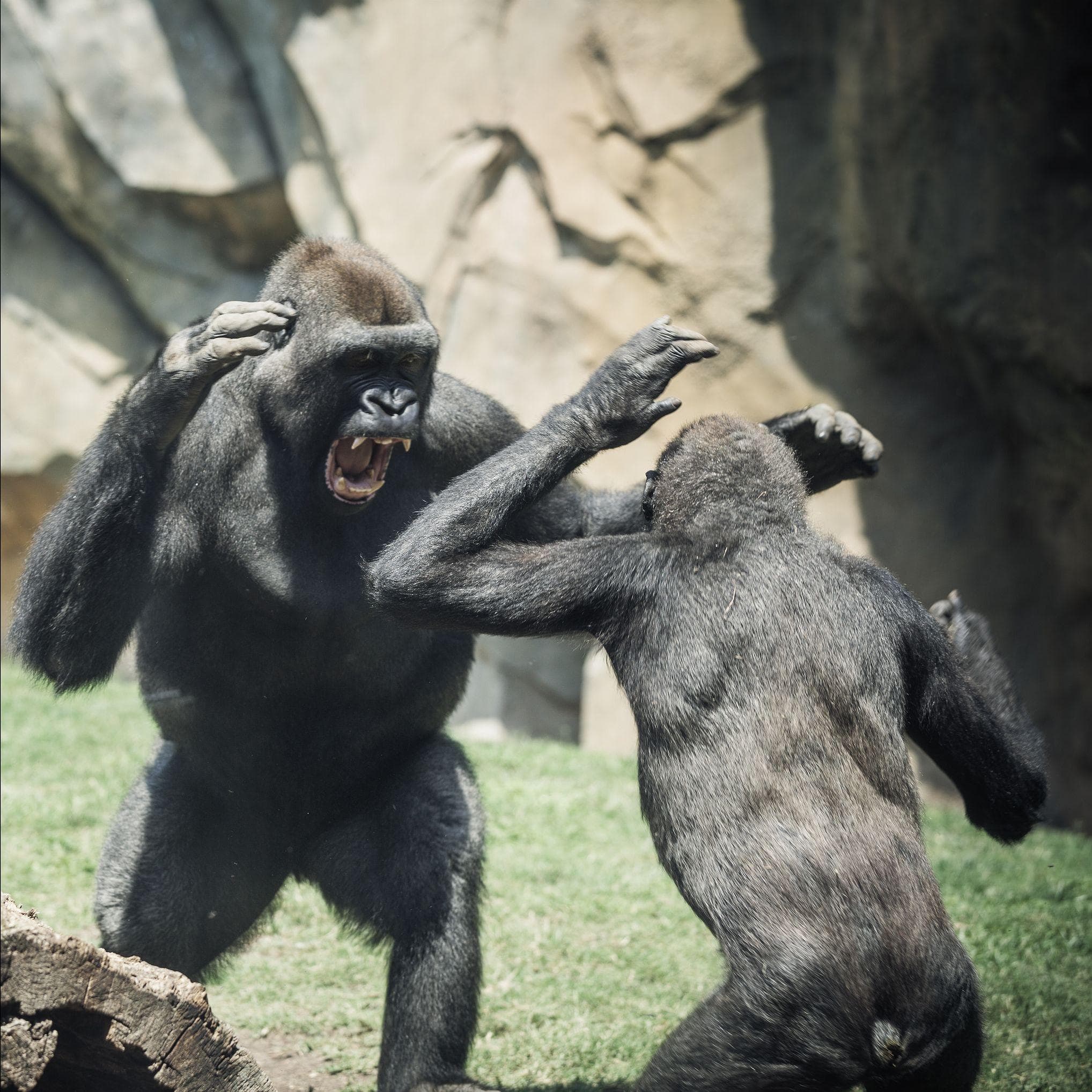 chimpanzee strength vs human