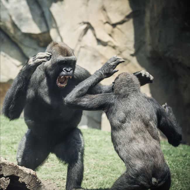 chimpanzee vs human arm wrestling