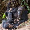 They Commit Infanticide And Engage In Organized Baby Murder on Random Ways Chimpanzees Are Just as Brutal as Humans