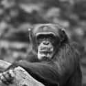 They’re Scary Strong on Random Ways Chimpanzees Are Just as Brutal as Humans