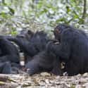 They Organize Raiding Parties on Random Ways Chimpanzees Are Just as Brutal as Humans