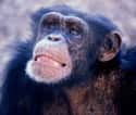 They Perform Lavish Rituals To Rise In Power on Random Ways Chimpanzees Are Just as Brutal as Humans