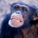 They Perform Lavish Rituals To Rise In Power on Random Ways Chimpanzees Are Just as Brutal as Humans