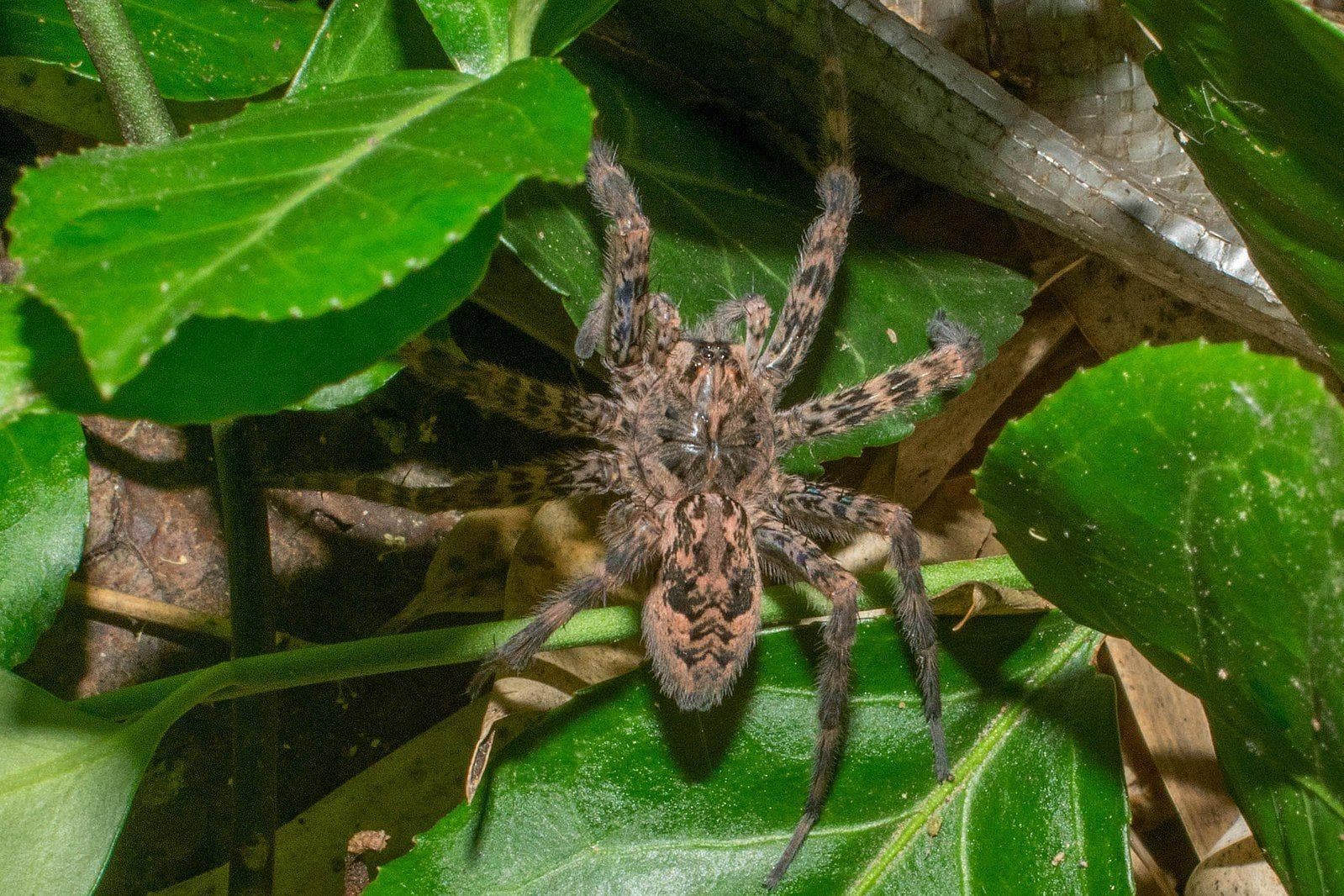 Male Dark Fishing Spiders Just is listed (or ranked) 10 on the list 10 Animals Who Die Immediately (Or Close to) After Sex
