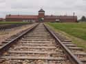 The Four-Day Train Ride To Auschwitz, During Which 80 People Rode In Each Cattle Car on Random Holocaust Survivors Tell Haunting Stories Of Life In Concentration Camps