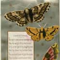 'While My Messenger Moth Lies Dead' on Random Bizarre and Disturbing Victorian Christmas Cards