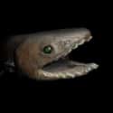 The Frilled Shark on Random Newly Photographed Maritime Monsters Seen for the First Time