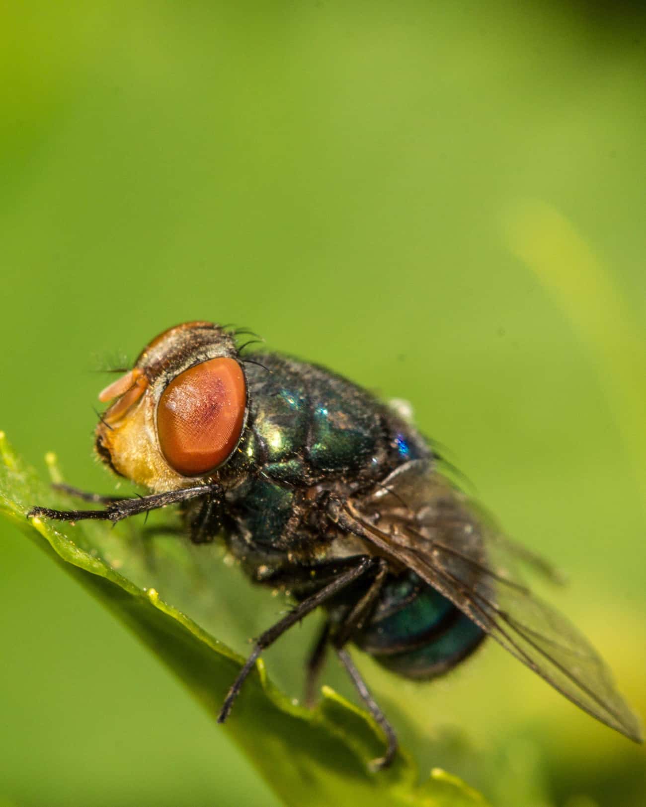 Blow Flies Flock To Freshly Deceased Bodies