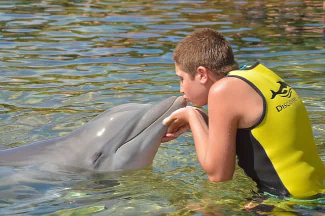 dolphins-sex-for-fun