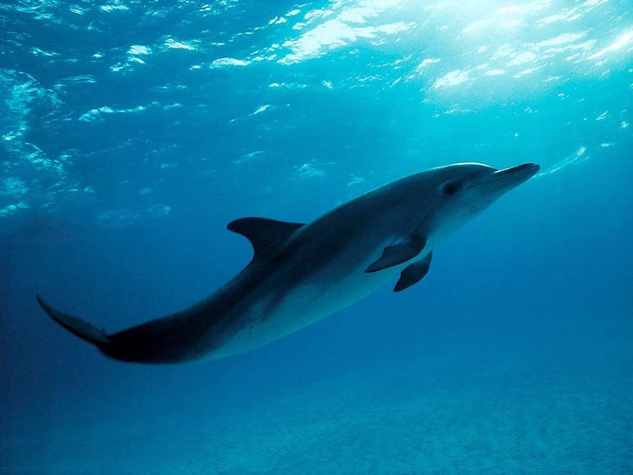 Male Dolphins Pleasure Themselves Using Eels And Dead Fish