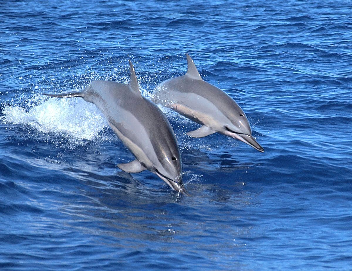  Dolphins and their interestingly aggressive sexual drive.