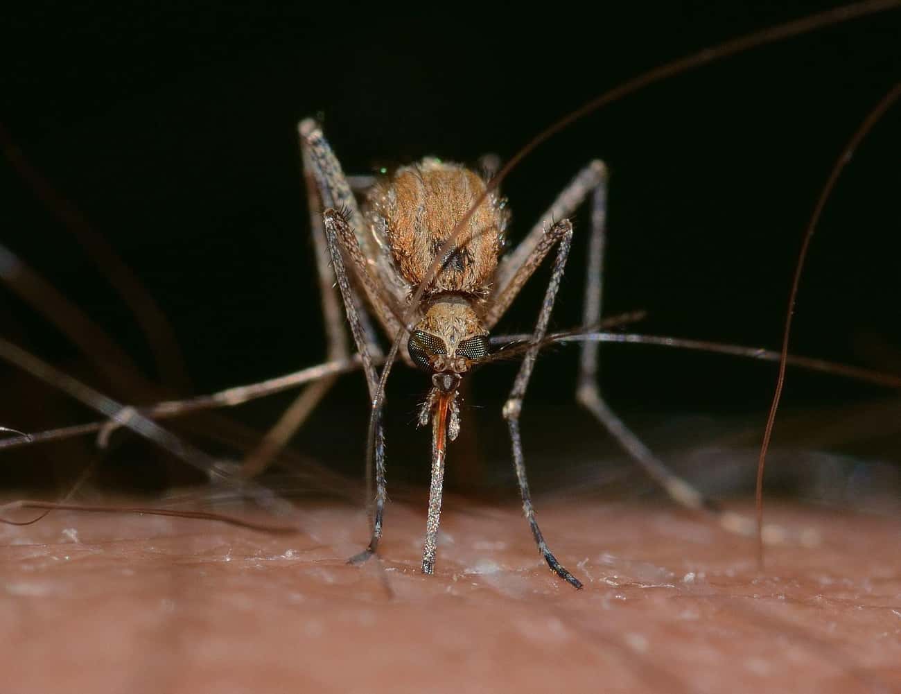 Human DNA Can Be Preserved In A Mosquito