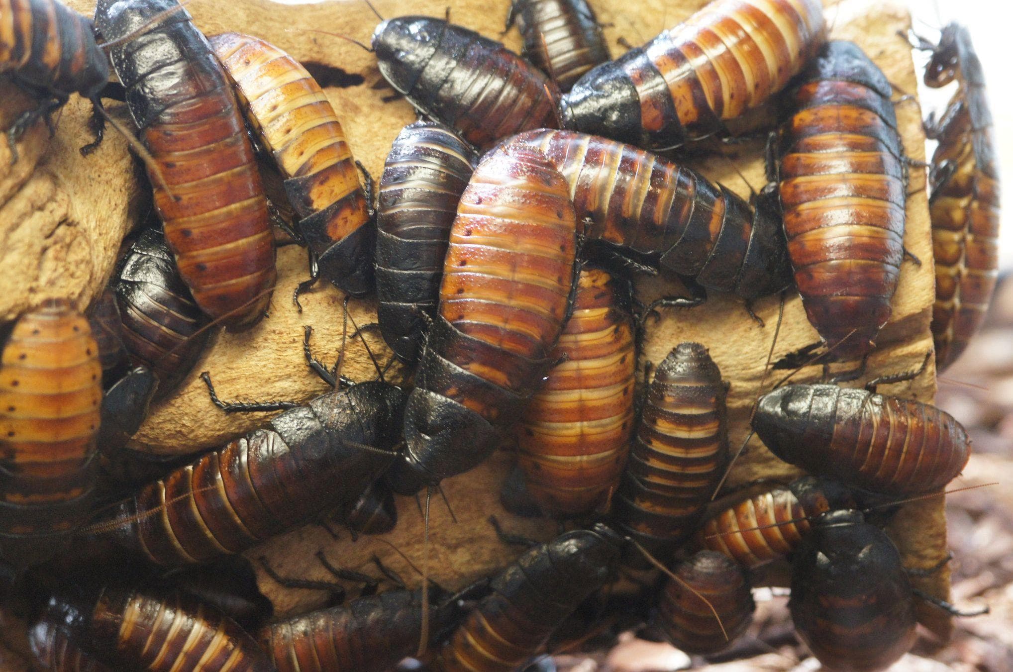Horrifying Facts About Cockroaches