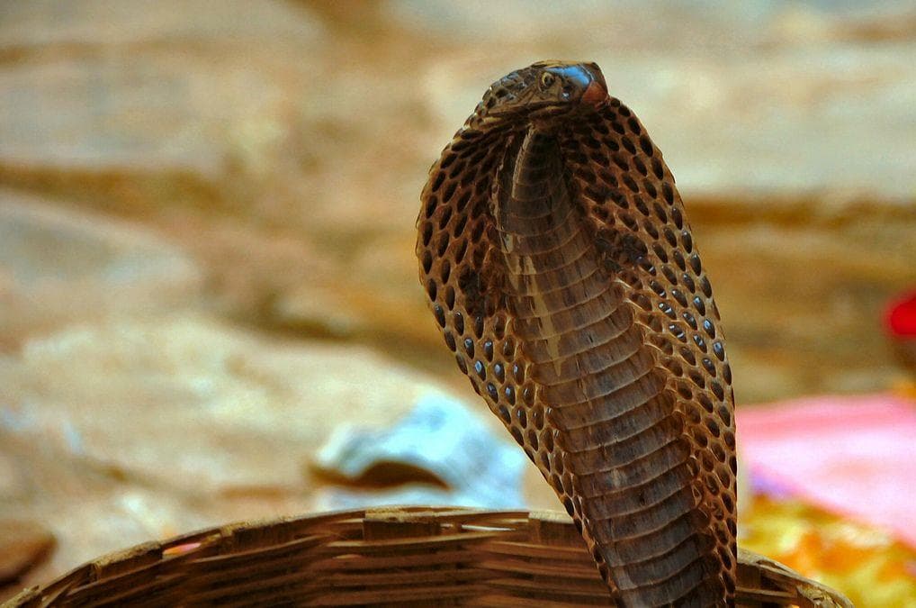 What It's Like to Be Bitten by a Cobra