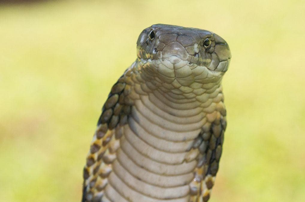 Image of Random Symptom If You are Bitten by a Cobra