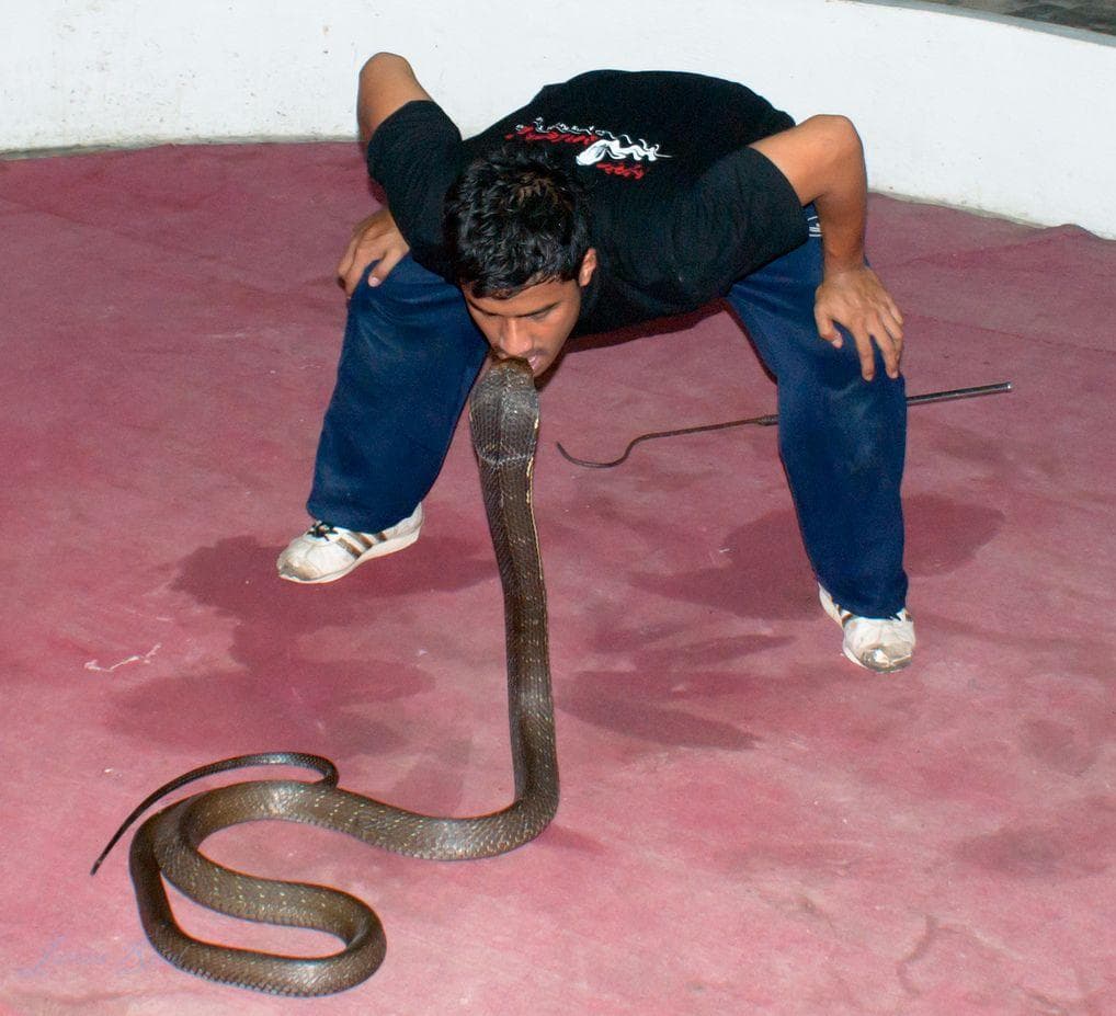 What It's Like to Be Bitten by a Cobra
