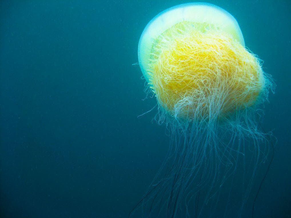 Random Reasons the Lion's Mane Jellyfish Is One of the Ocean's Weirdest Creatures