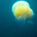 A Lion's Mane Jellyfish Is SO Big on Random Reasons the Lion's Mane Jellyfish Is One of the Ocean's Weirdest Creatures