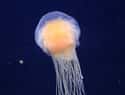 Très European on Random Reasons the Lion's Mane Jellyfish Is One of the Ocean's Weirdest Creatures