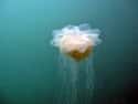 Their Greatest Enemy Is a Big Leathery Turtle on Random Reasons the Lion's Mane Jellyfish Is One of the Ocean's Weirdest Creatures