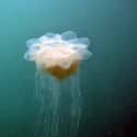Their Greatest Enemy Is a Big Leathery Turtle on Random Reasons the Lion's Mane Jellyfish Is One of the Ocean's Weirdest Creatures