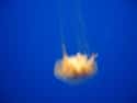 Let's Talk About Sex (Jelly) Baby on Random Reasons the Lion's Mane Jellyfish Is One of the Ocean's Weirdest Creatures