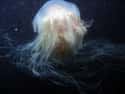 And You Thought All Animals Needed Eyes on Random Reasons the Lion's Mane Jellyfish Is One of the Ocean's Weirdest Creatures