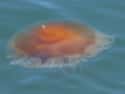 It's Got No Brain on Random Reasons the Lion's Mane Jellyfish Is One of the Ocean's Weirdest Creatures