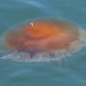 It's Got No Brain on Random Reasons the Lion's Mane Jellyfish Is One of the Ocean's Weirdest Creatures