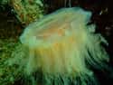 It Has a Very Short Life Span on Random Reasons the Lion's Mane Jellyfish Is One of the Ocean's Weirdest Creatures