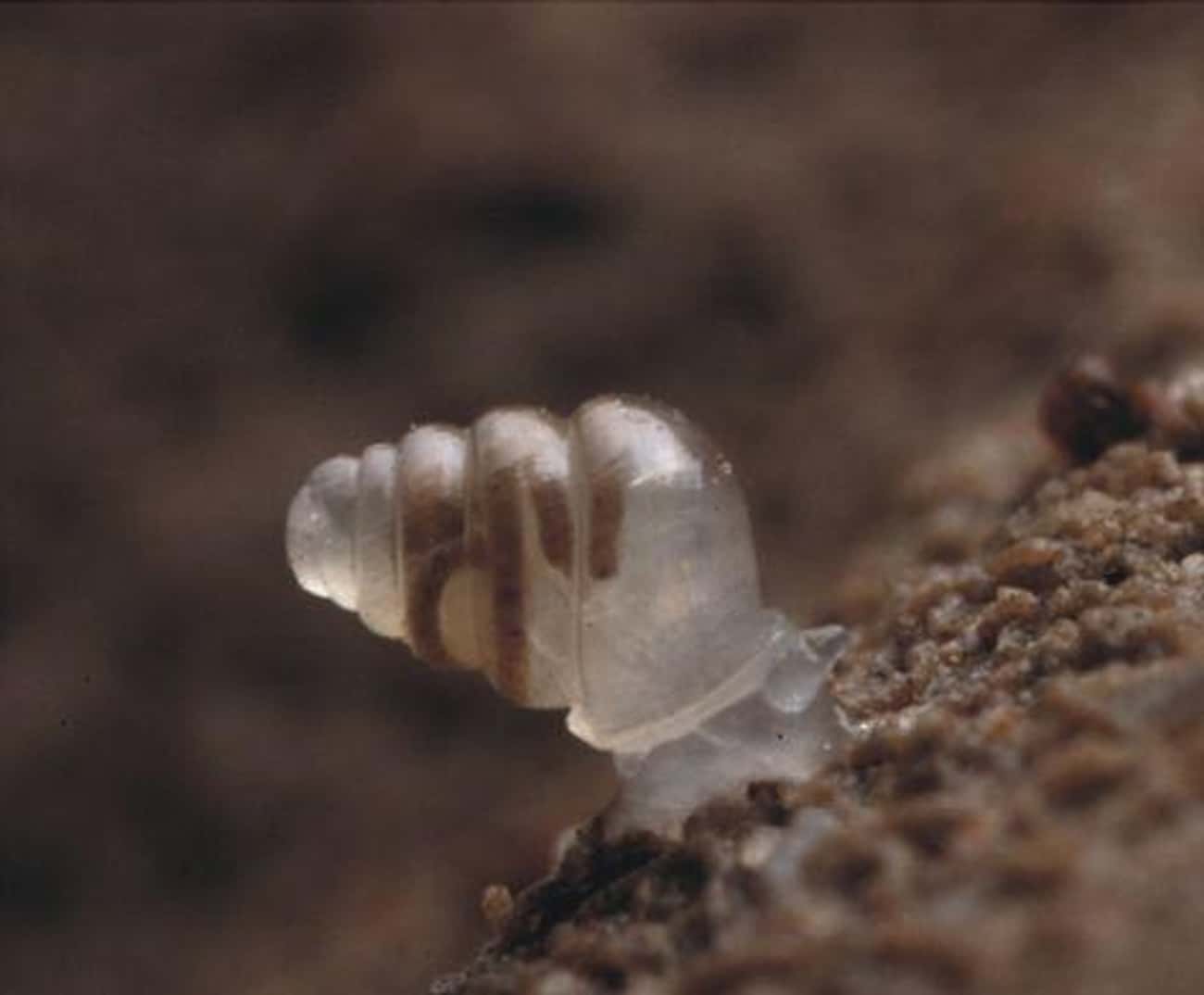 This Transparent Snail Has A House That's All Window