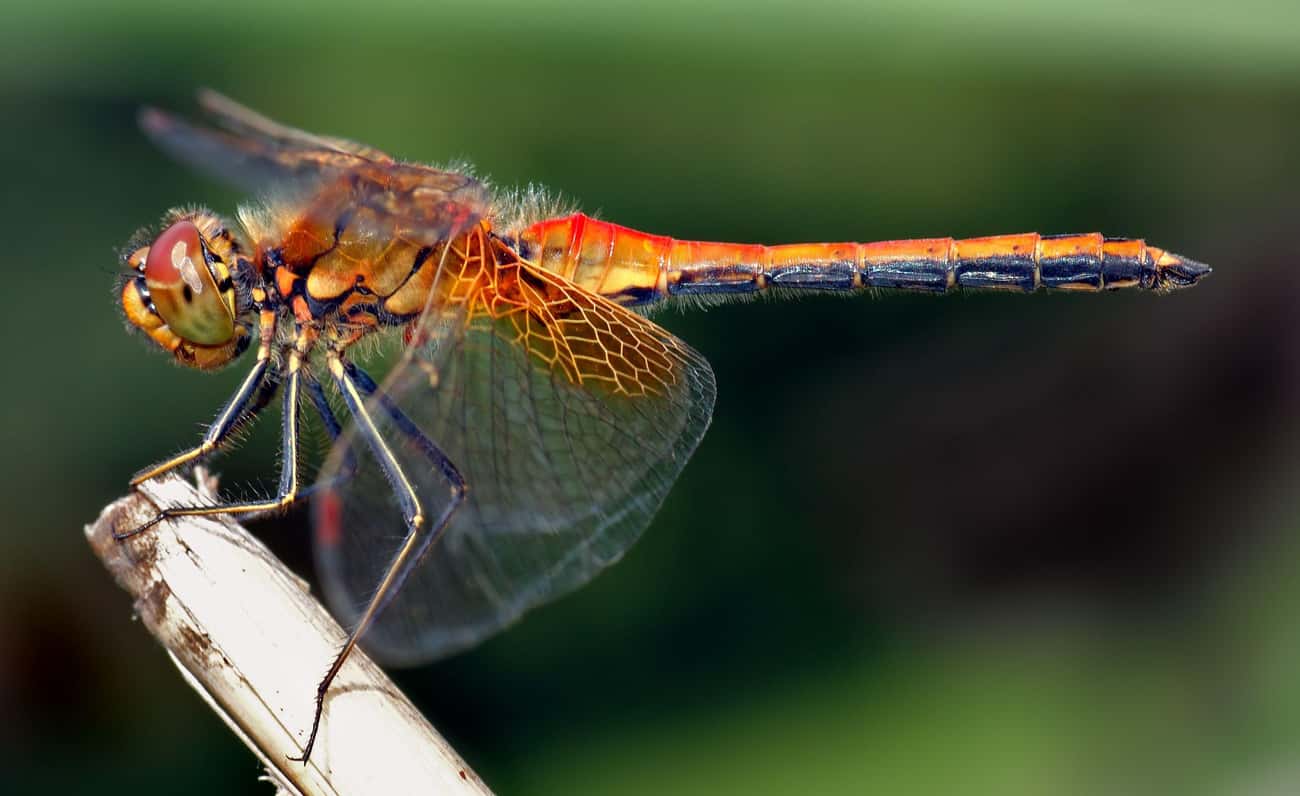Dragonflies Catch More Than 90 Percent Of Their Prey