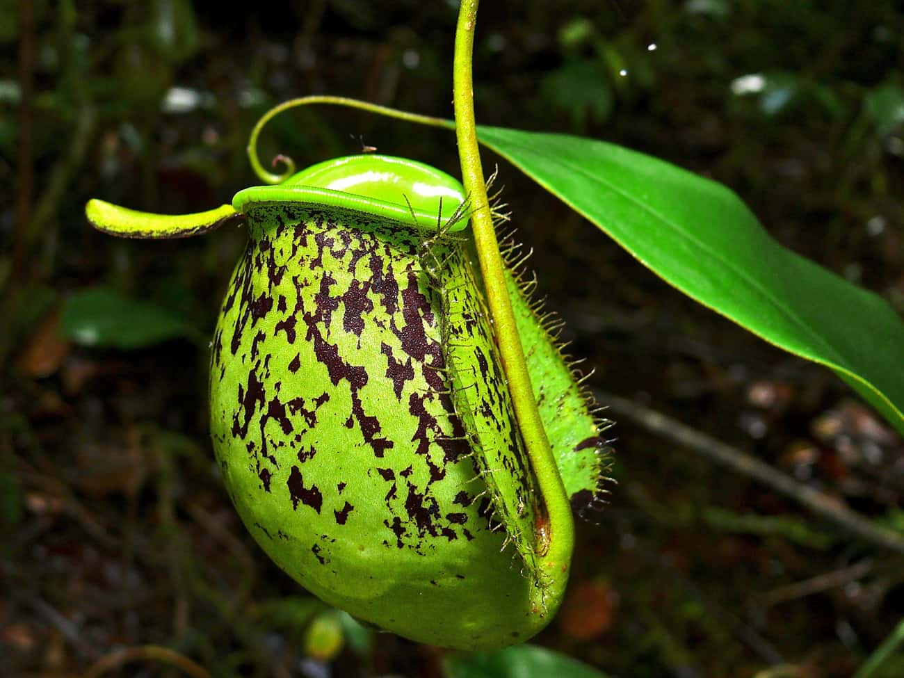 The Pitcher Plant Doesn’t Need To Do Anything To Catch Its Prey
