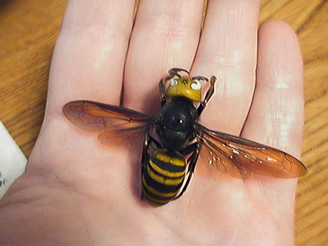 The Asian Giant Hornet Can Take Out 20 Victims A Minute