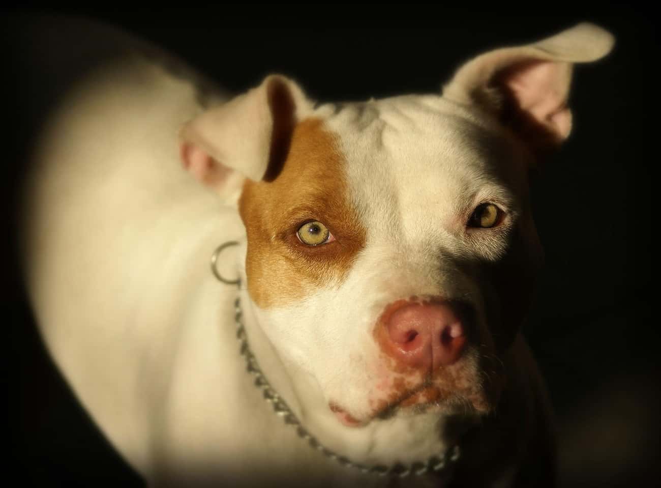 Scarface The Pitbull Mauled His Owner Over A Sweater