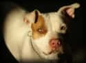 Scarface The Pitbull Mauled His Owner Over A Sweater on Random Terrifying Stories Of Pets Who Turned On Their Owners