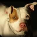 Scarface The Pitbull Mauled His Owner Over A Sweater on Random Terrifying Stories Of Pets Who Turned On Their Owners
