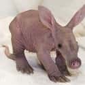 Aardvarks Are Born Hairless But Fluff Out With Age on Random Animals That Look Way More Terrifying When They're Hairless