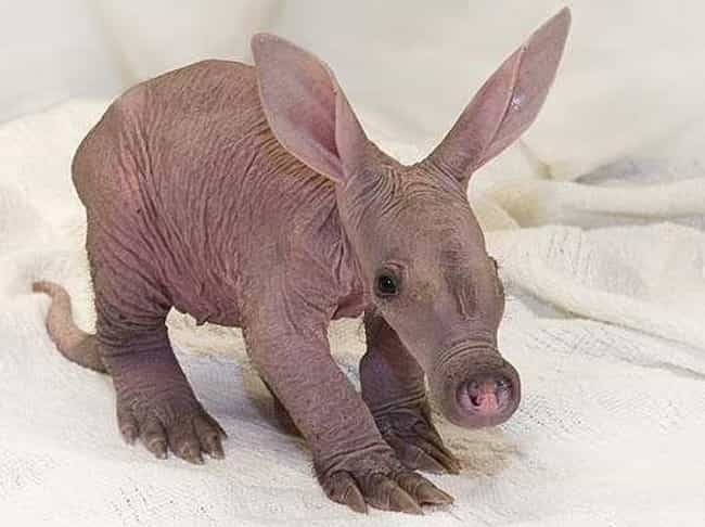 Aardvarks Are Born Hairless But Fluff Out With Age