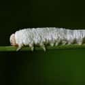 This Caterpillar Is Not Only Bald But Also Albino on Random Animals That Look Way More Terrifying When They're Hairless