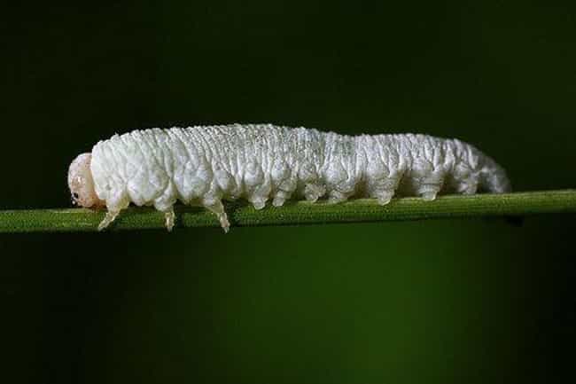 This Caterpillar Is Not Only Bald But Also Albino