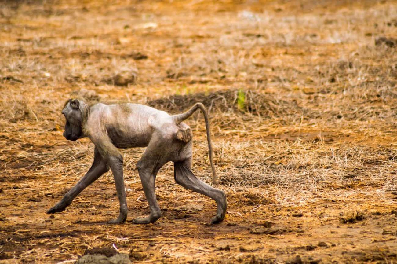 This Sick Hairless Baboon Was Spotted In Kenya