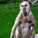 This Poor Hairless Baboon Spotted Alone I The African Wild on Random Animals That Look Way More Terrifying When They're Hairless