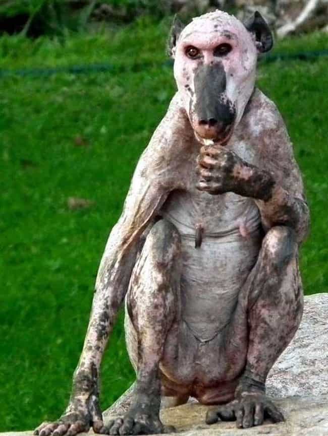 This Poor Hairless Baboon Spotted Alone I The African Wild