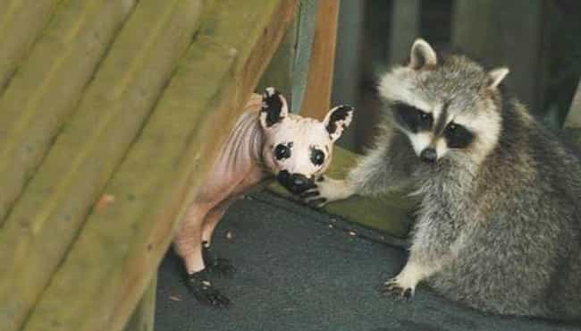 Mange And Fungal Infections Can Sometimes Cause Hair Loss In Wild Raccoons
