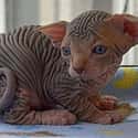 Sphynx Cats Have A Mere Peach-Like Fuzz Rather Than Fur on Random Animals That Look Way More Terrifying When They're Hairless