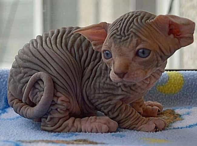 Sphynx Cats Have A Mere Peach-Like Fuzz Rather Than Fur
