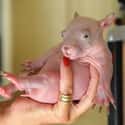 This Baby Wombat Was Orphaned Before His Hair Developed In His Mom's Pouch on Random Animals That Look Way More Terrifying When They're Hairless