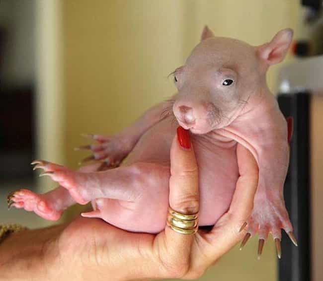 This Baby Wombat Was Orphaned Before His Hair Developed In His Mom's Pouch